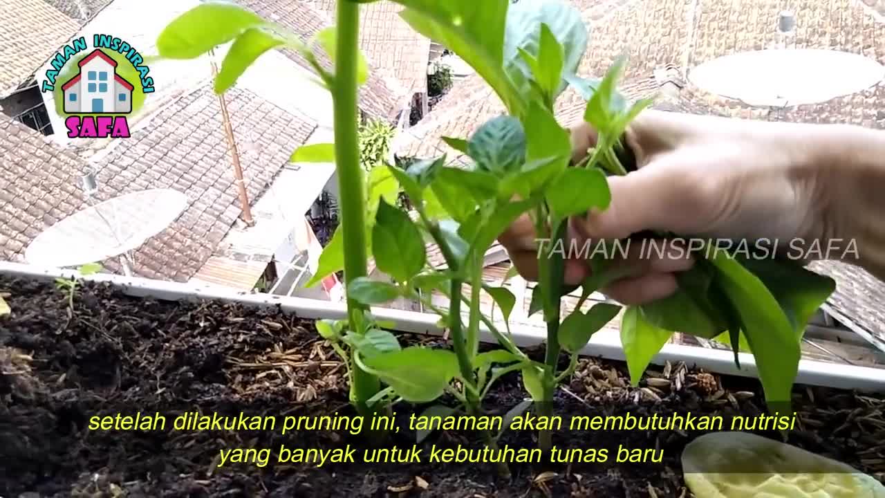 BEST WAY FOR PRUNING CHILLI PLANT #ORGANIK​ #COMPOST