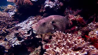 Tetraodontidae (poisonous pufferfish)