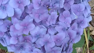 Hydrangea