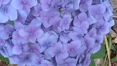 Hydrangea
