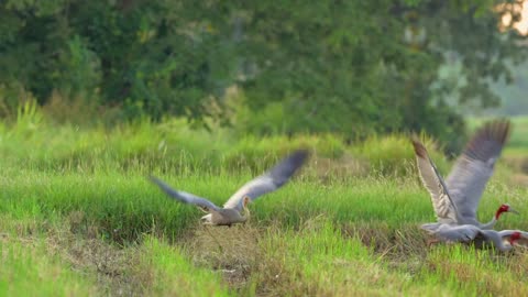 Small cranes