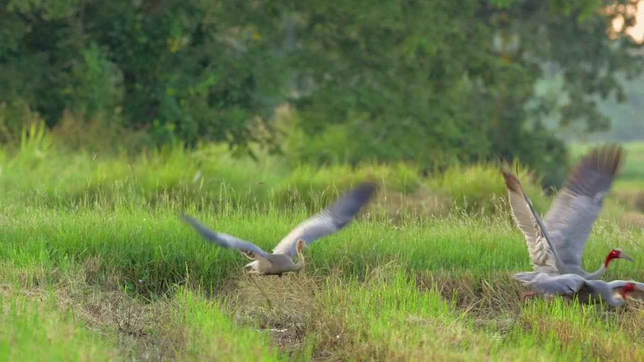Small cranes