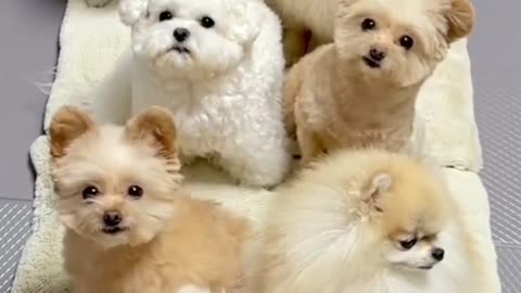Dog lover💕, cute puppy video, new dog funny🤣😝 video