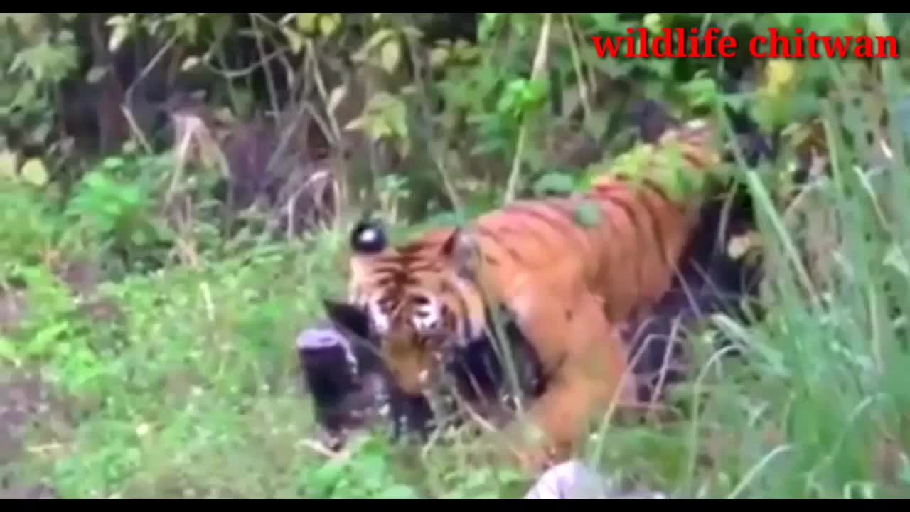 Tiger attack animal