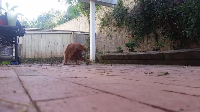 Golden retriever fits 4 balls in mouth