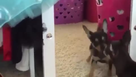 The dog and the mirror