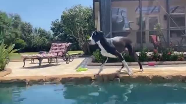 Great Dane practices dock diving & long jumps into pool👏🏽