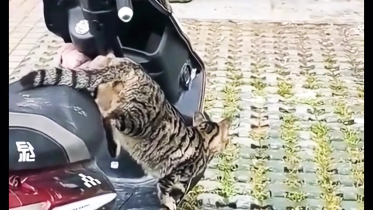 猫🐈vs鳥🦆(1080p60)