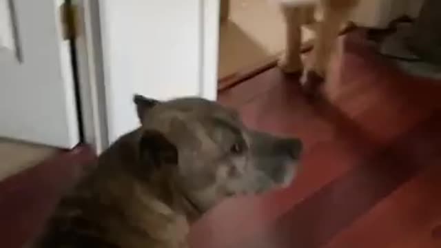 Dog Insists On Picking Up His Little Girl At The Bus Stop Every Day