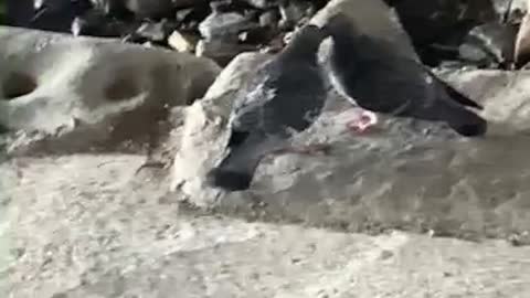 The pigeon is kissing.