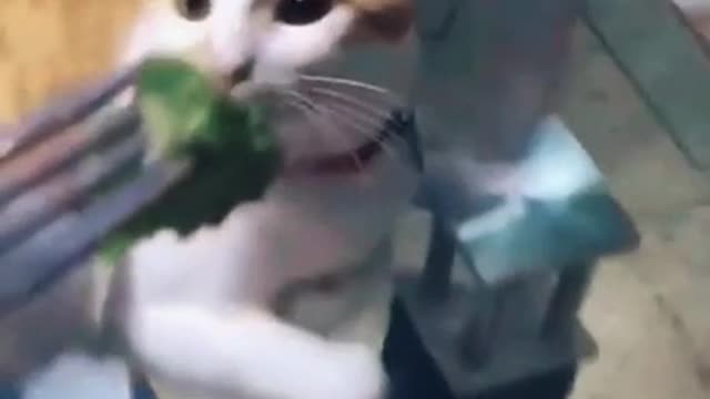 Giving cat broccoli, but...