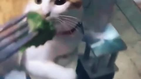 Giving cat broccoli, but...