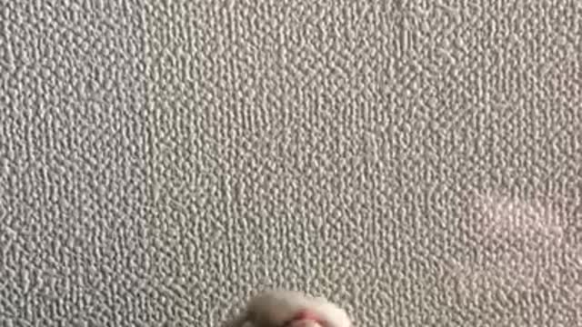parrot working out