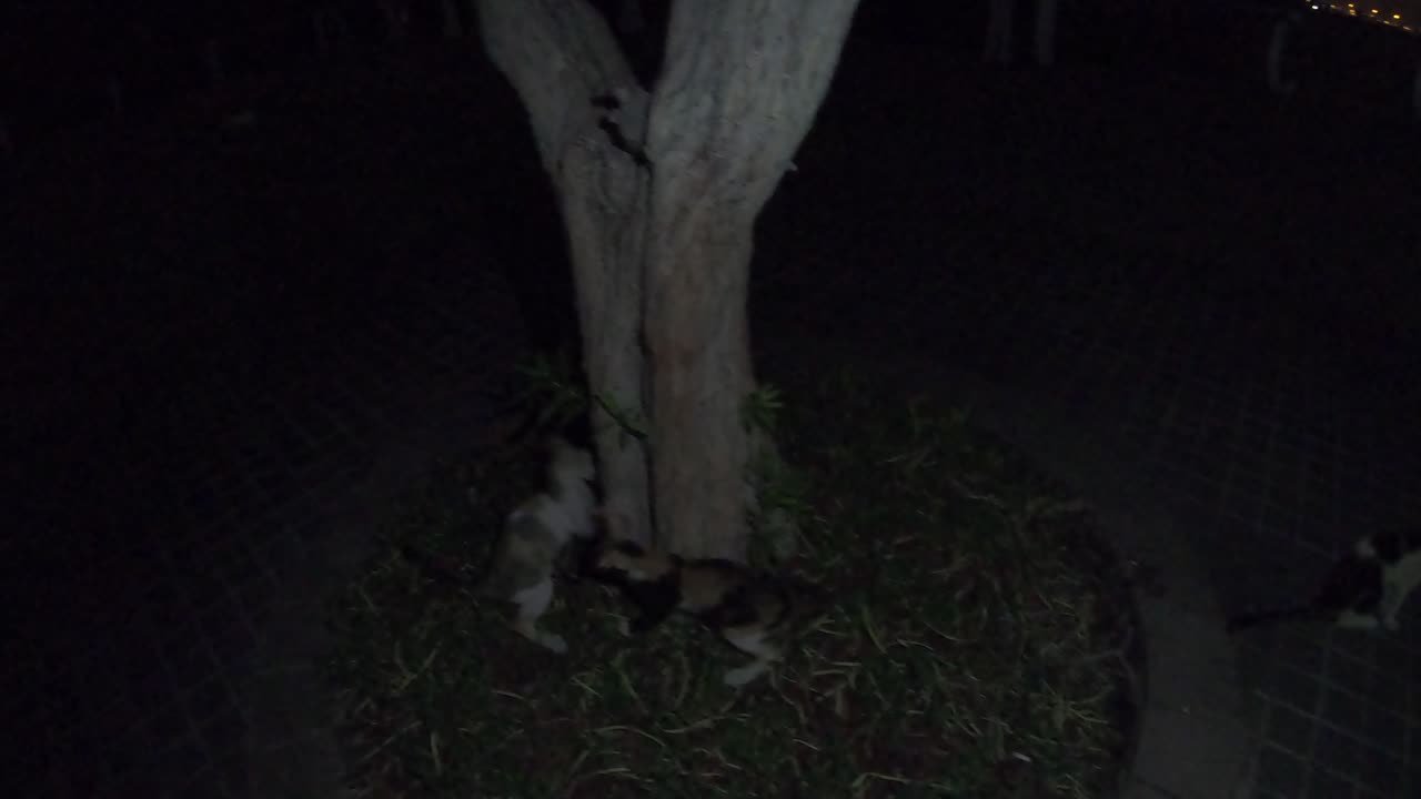Homeless cats in Abu Dhabi, UAE #cat #cats #viral #AbuDhabi #emirates #UAE #food #homeless #kitten