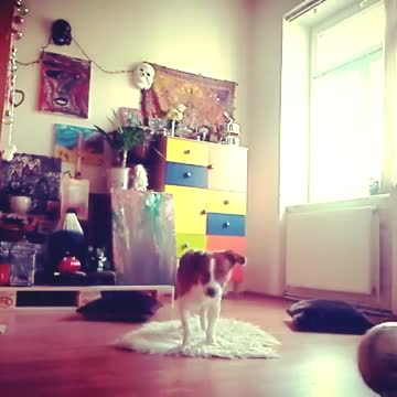 funny dog funny video try not to laugh Jack Russel mix the funniest dogs