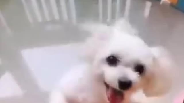 Funny Small Cute Dog Dancing Video ||