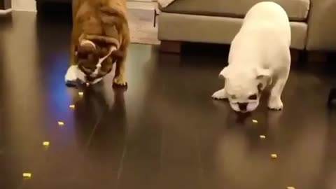 The Race of the Century 😂❤️