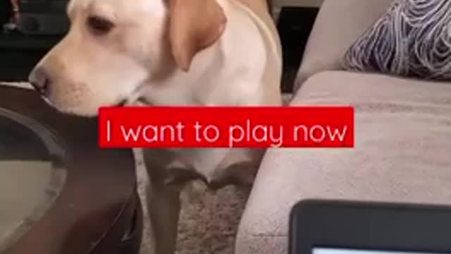 Dogs Sleeping Video | Dogs Sleeping Disturb Video😂