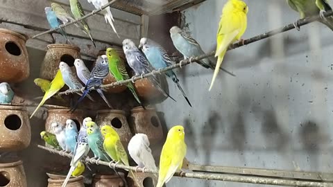 Australian Budgies Colony