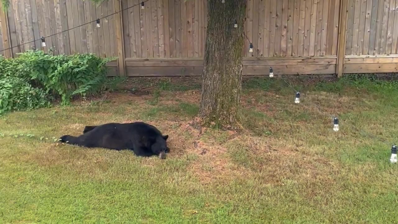 Snoozing Bear Sploots