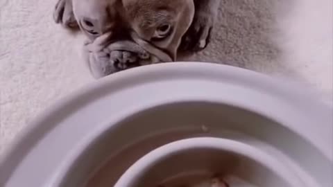 Funny French Bulldog