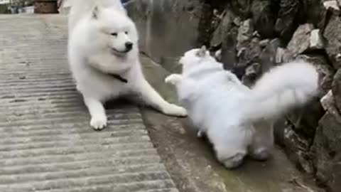 Cute Cat and Dog Funny Videos. #Shorts