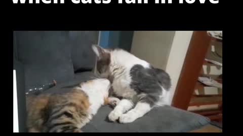 when cats fall in love