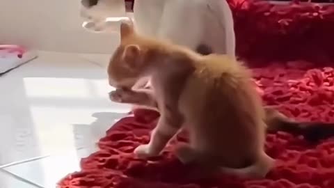 So funny 😹🐾.“Hilarious Cats Compilation: Try Not to Laugh Challenge”