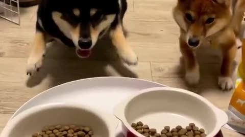 Dog funny videos