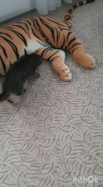 playing with a ball of scotch tape