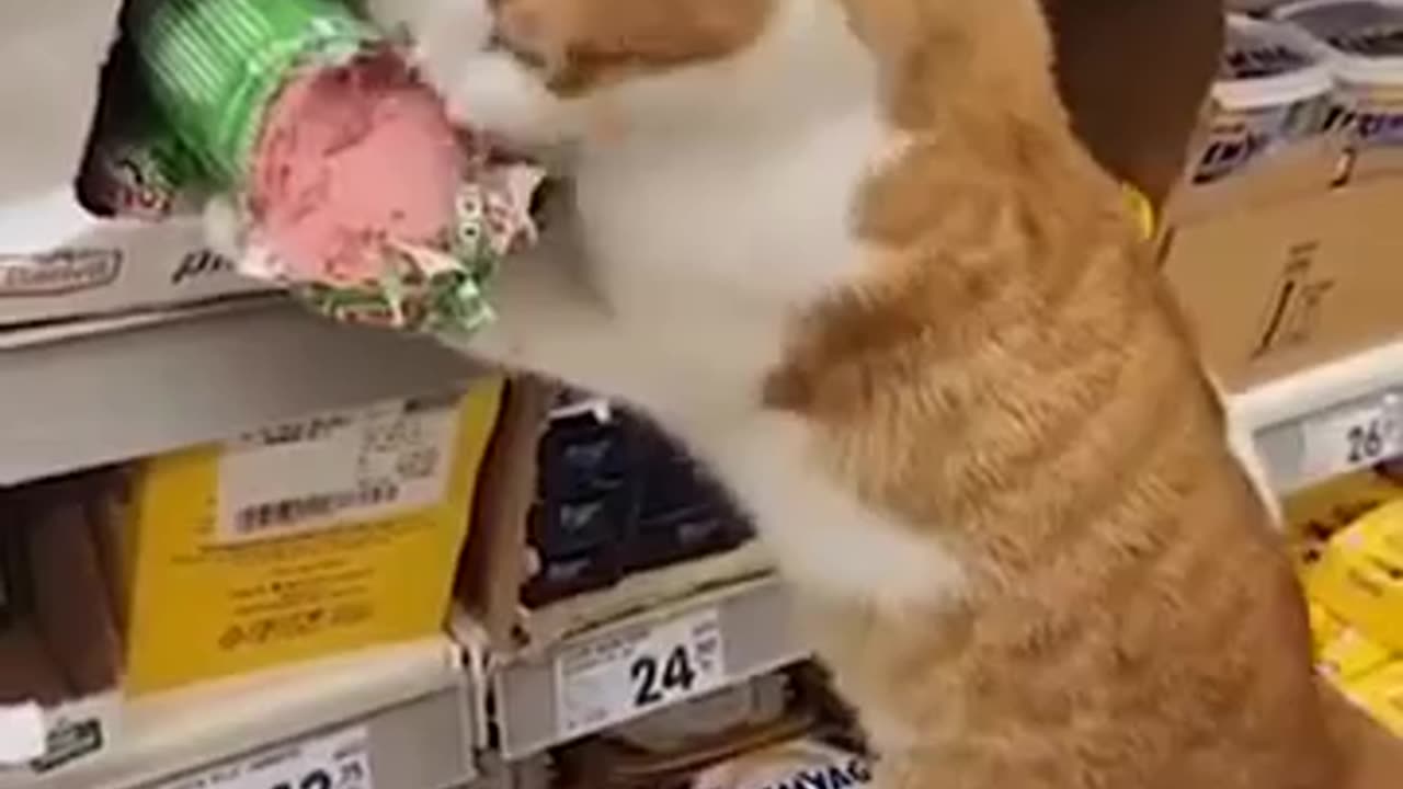 Cat Destroying Store - Funny Video