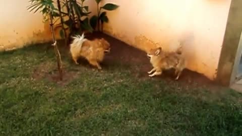 Chihuahuas Prepare To Fight