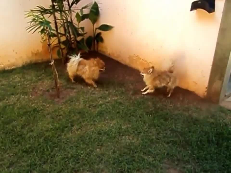 Chihuahuas Prepare To Fight