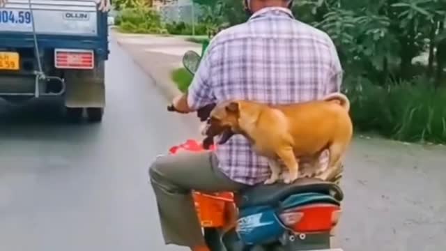 Dogs funny video 😂