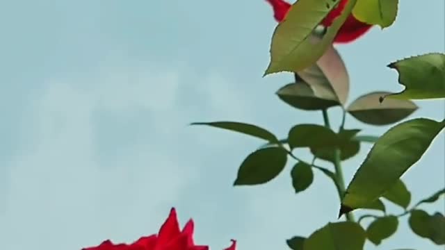 Nature Video