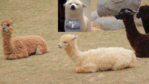 Alpaca