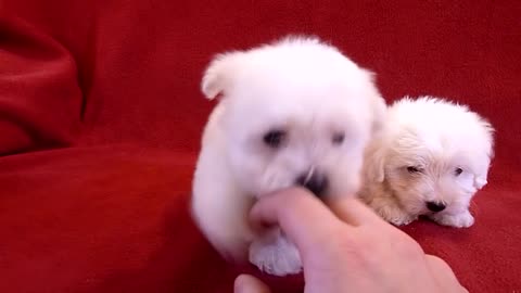 PUI DE BICHON MALTESE 0725758099