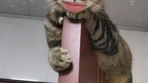 Funny cats Try not to laugh Cute cat