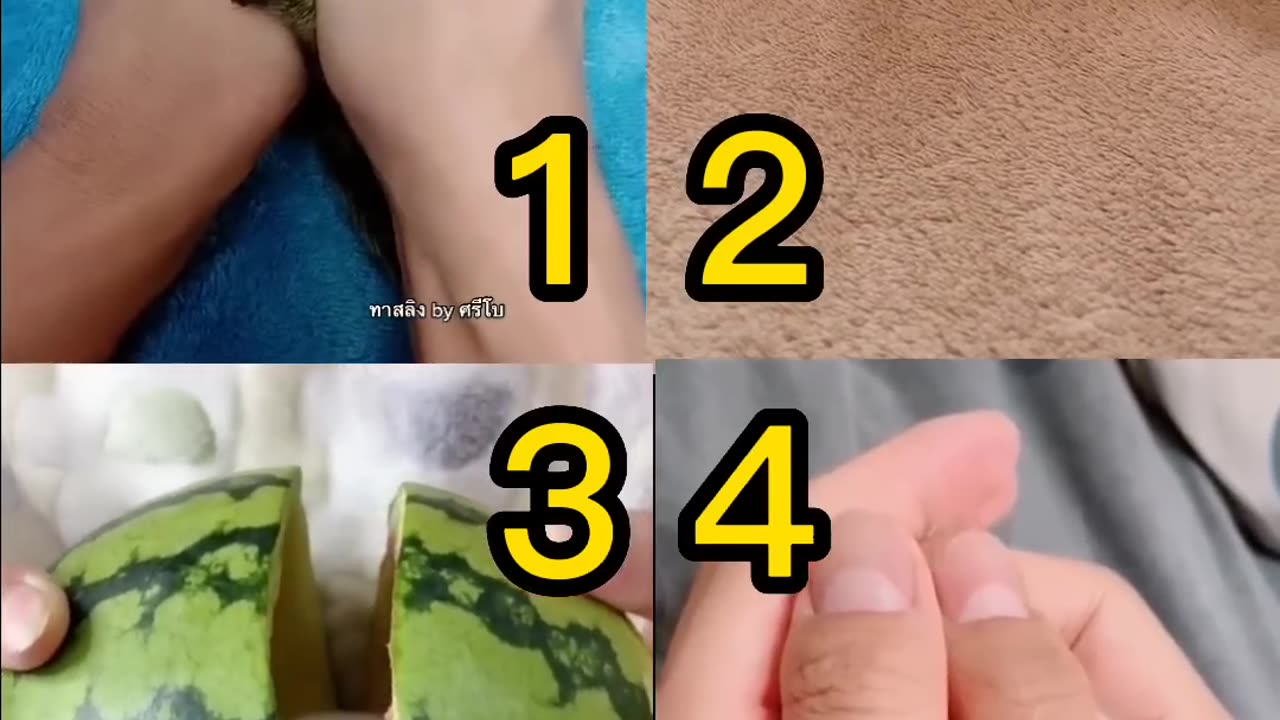 Which Animal TikTok Is The Cutest?