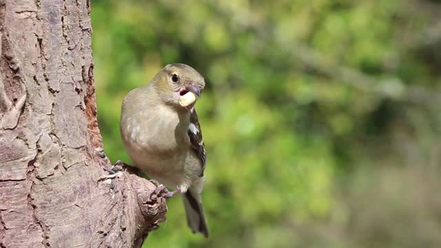 Chaffinch Is Coming for Foods