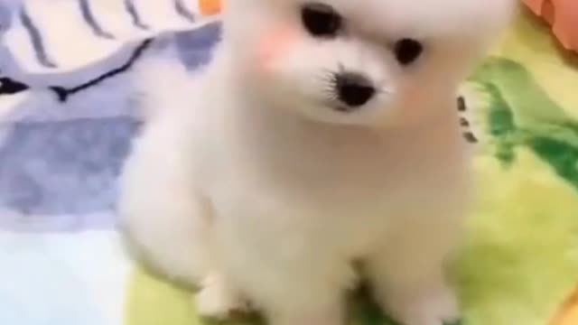 Funniest 🐶 Dogs and 😻 Cats - Awesome Funny Pet Life Videos #shorts