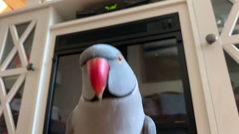 Cute Parrot Say good morning