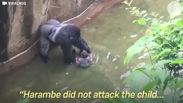 Experts Weigh In On Harambe's Last Moments