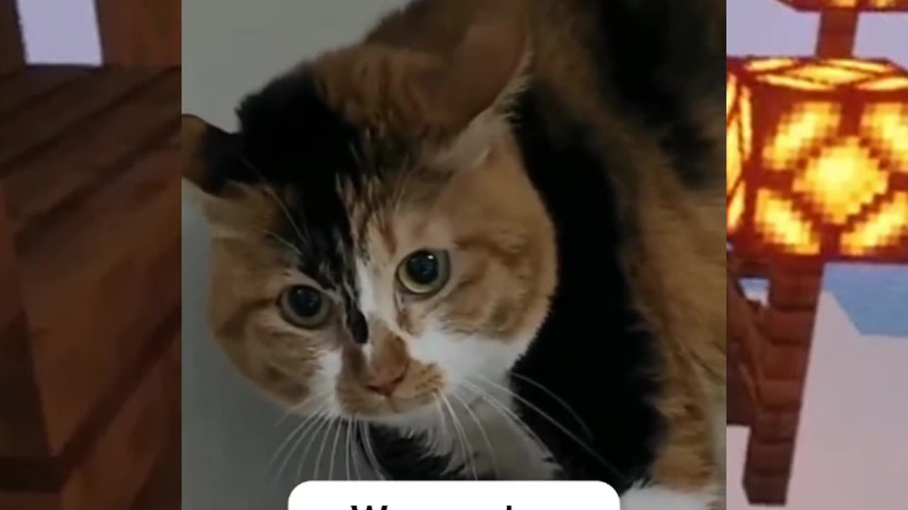 The Cat Said Something😂