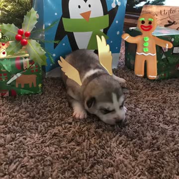 Gray, White, Black Siberian Husky Puppy For Christmas??