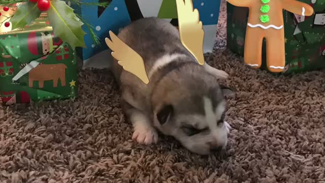 Gray, White, Black Siberian Husky Puppy For Christmas??