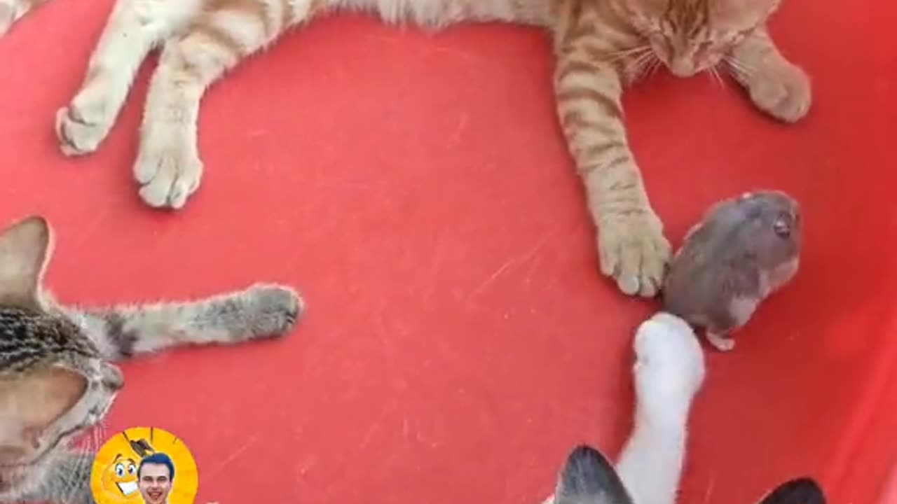 Cute cat funny video