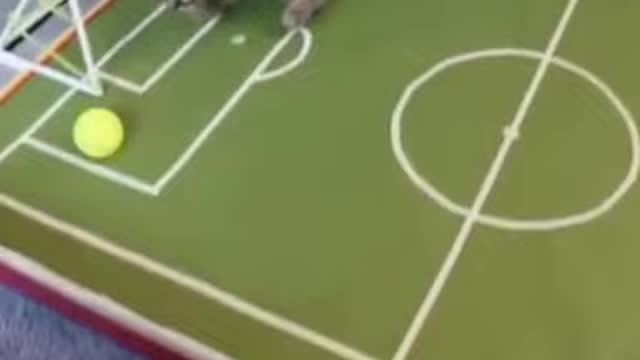 These cute cats are playing football