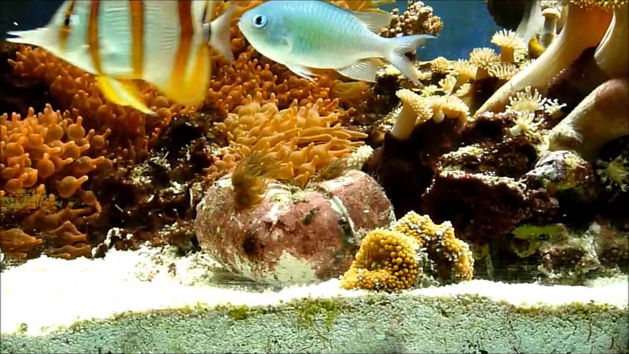 Copperband butterflyfish eating aiptasia