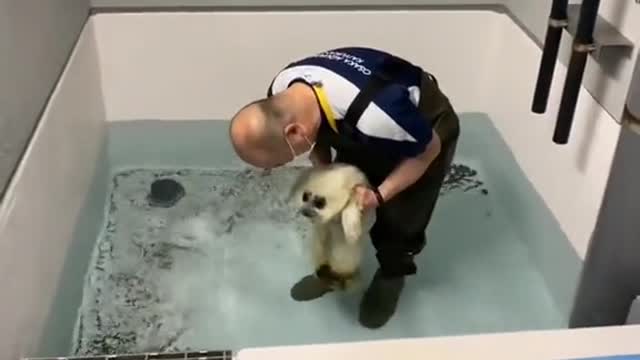 BABY SEAL SWIMMING FOR THE FIRST TIME .
